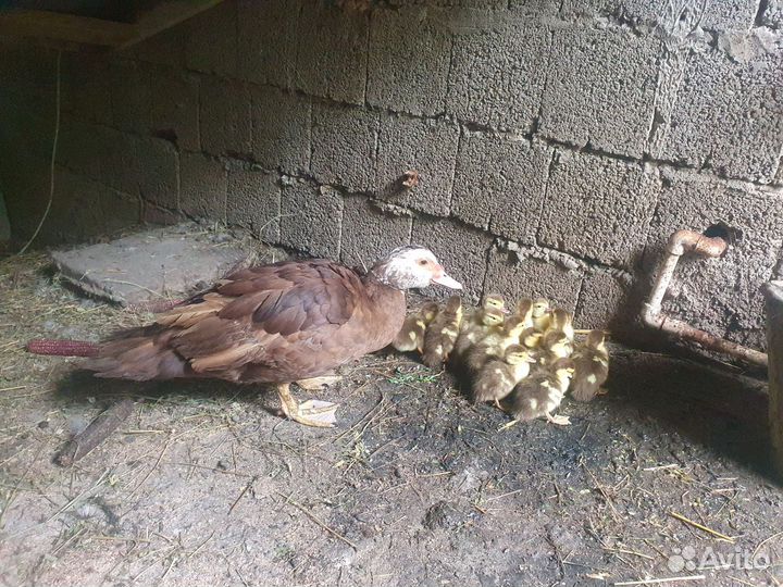 Утка с утятами