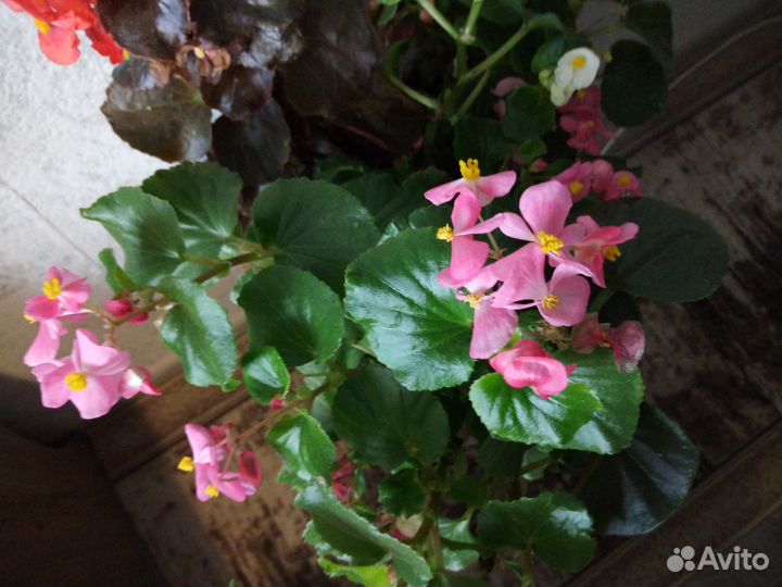 Бегония вечноцветущая