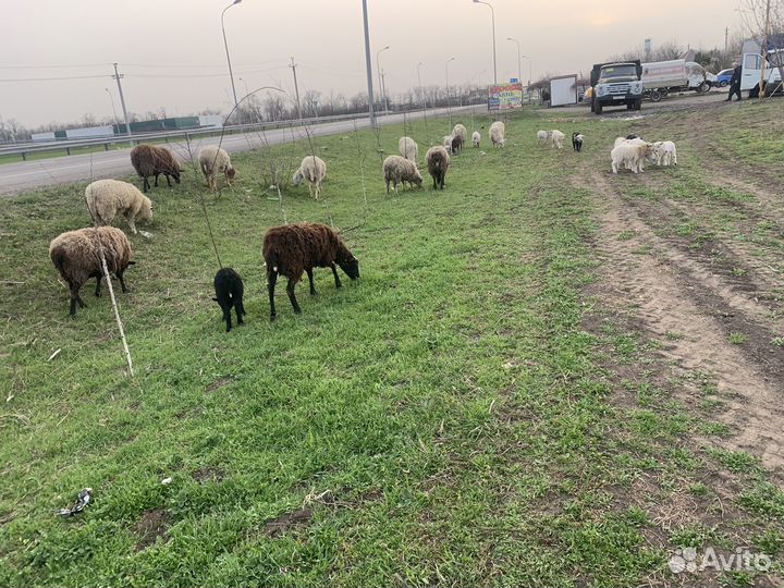Ярки с ягнятами