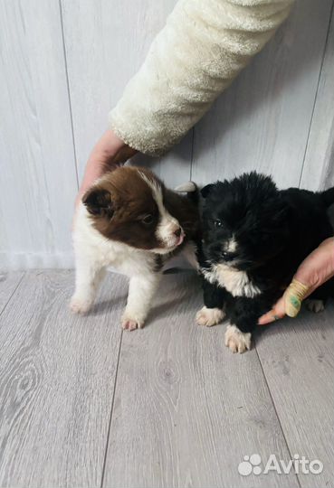 Щенки в добрые руки даром