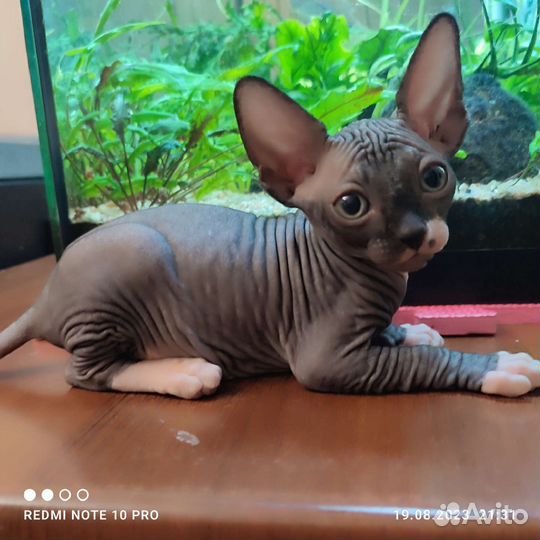 Канадский сфинкс котенок девочка