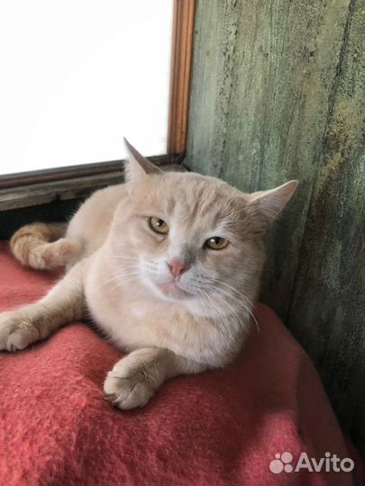 Кот Персик, 1 год, брошен