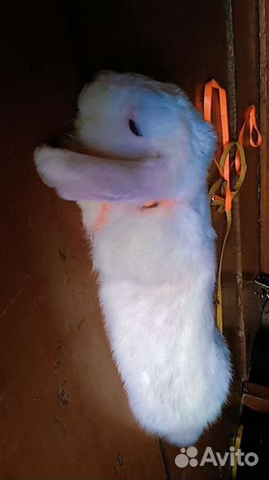 Кролик декоративный