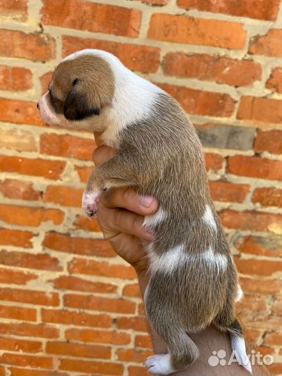 Мини малыши