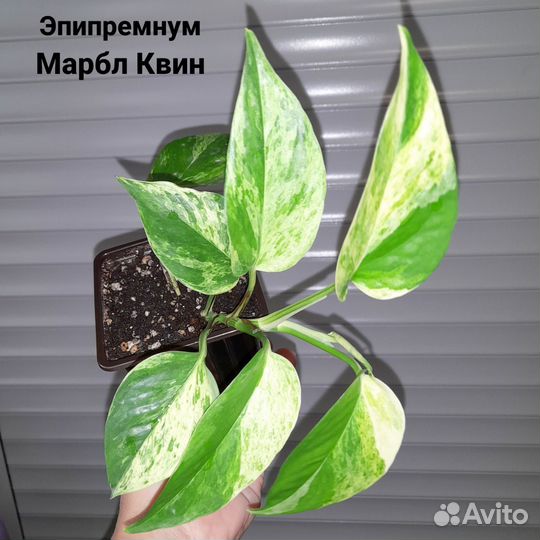 Комнатные цветы. Хойя
