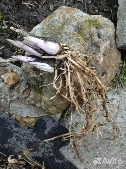 Хоста растение