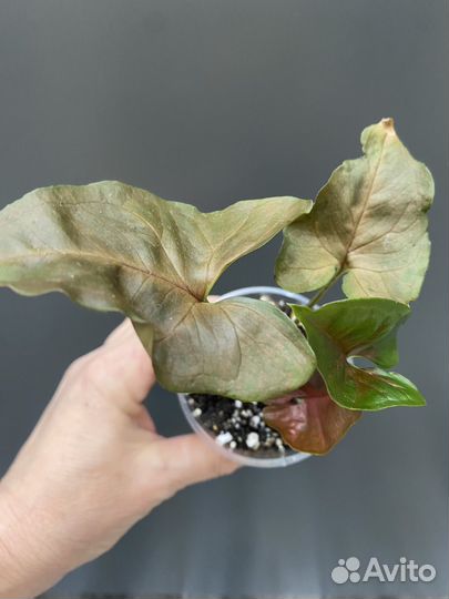 Сингониум брокант