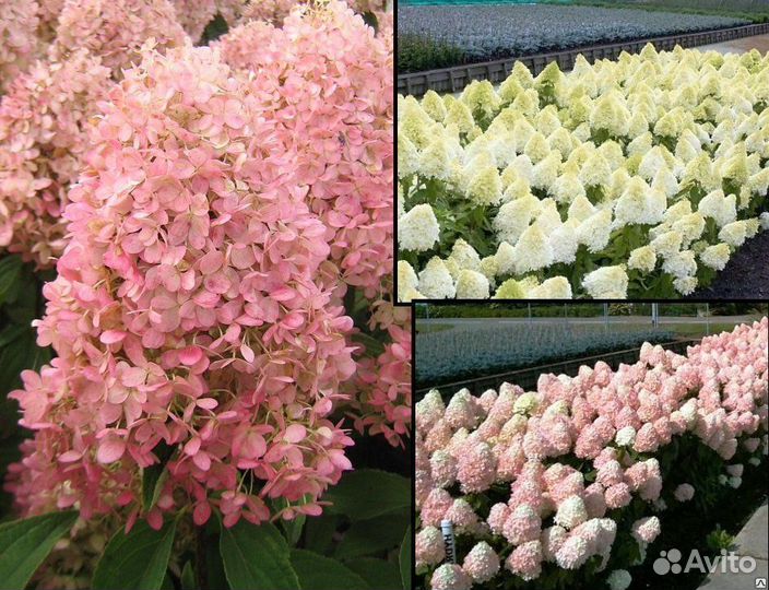 Гортензия Мэджикал свит самер Magical Sweet Summer