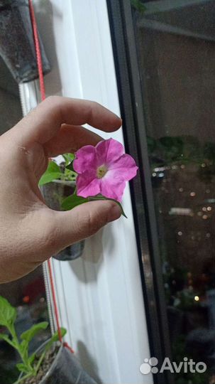 Петунья рассада