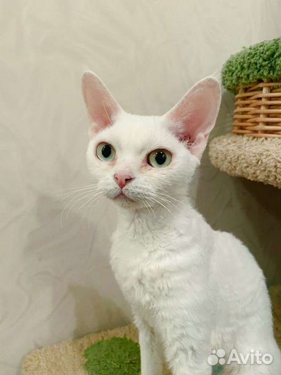 Девон-рекс кошка