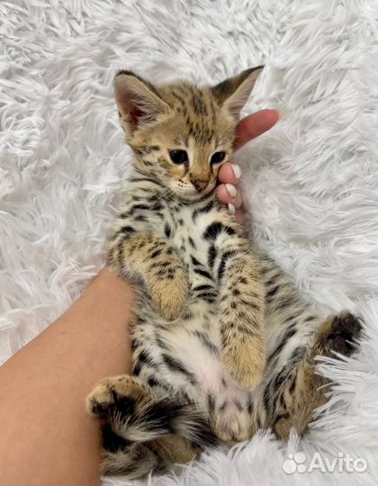 Savannah F1/саваннаф1