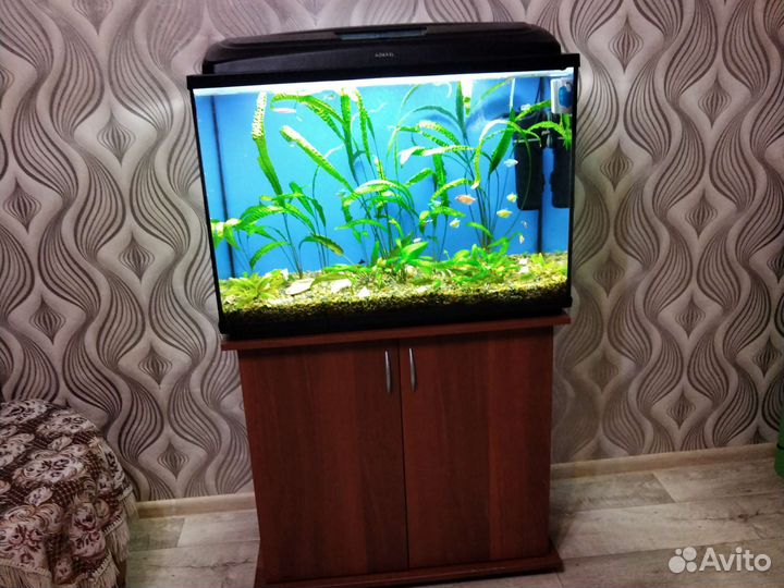 Аквариум