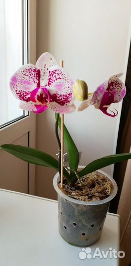 Орхидея фаленопсис