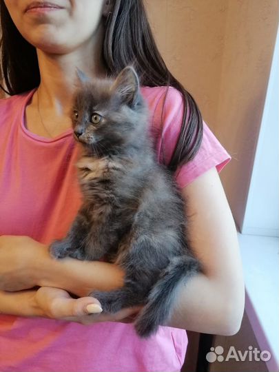 Котенок серый девочка