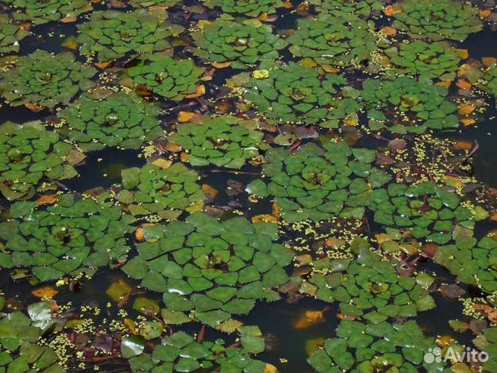 Водяной орех чилим