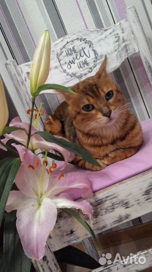Бенгальский кот вязка