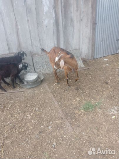 Продается коза и два козлика