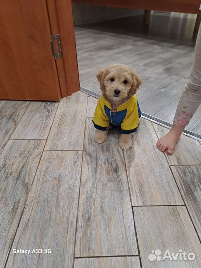 Щенок девочка 8 мес