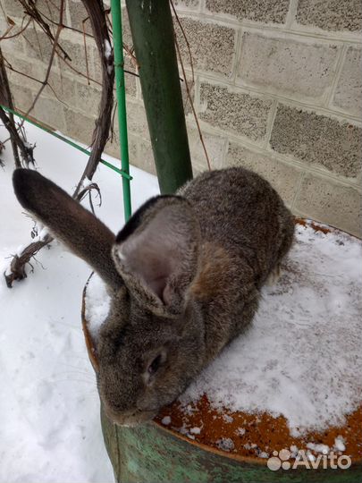 Продам кроликов на племя