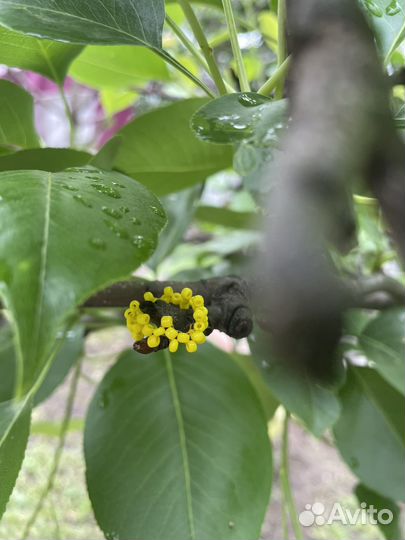 Украшения из бисера