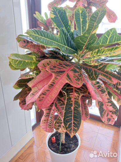 Кодиеум Кротон