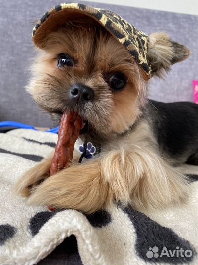 Йоркширский терьер мальчик вязка