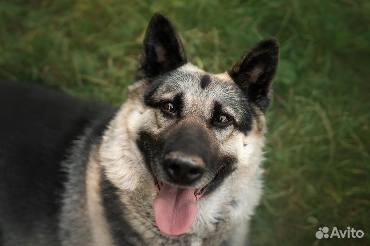 Овчарка в добрые руки