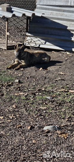 Щенок г месяцев чистокровный порода Алано Испонело