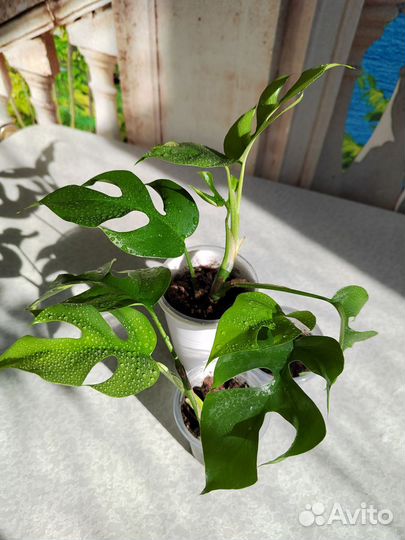 Рафидофора