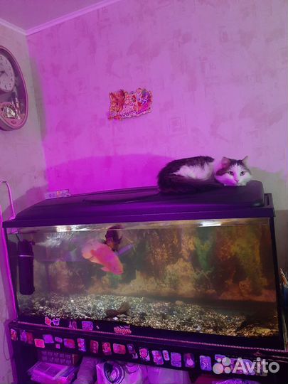 Аквариум 240л