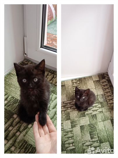 Котёнок в добрые руки