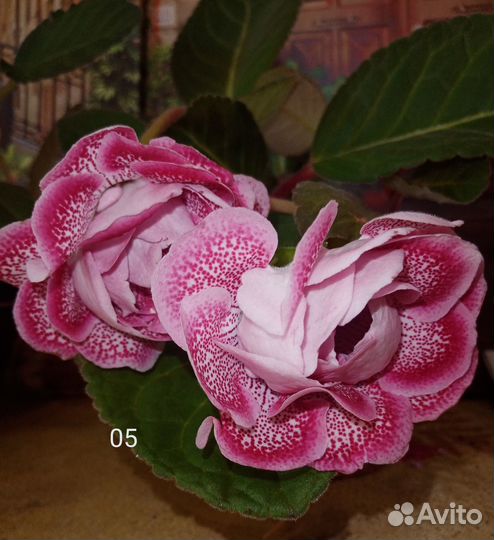 Детки глоксиний