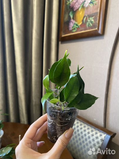Фикус бенджамина