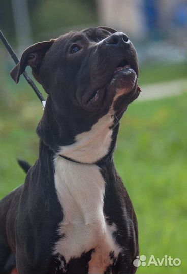 Питбультерьер