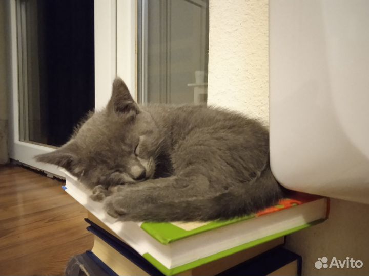 Котенок мальчик серый