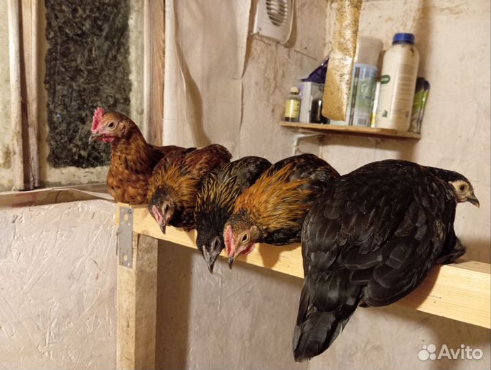 Карликовые куры бентамки