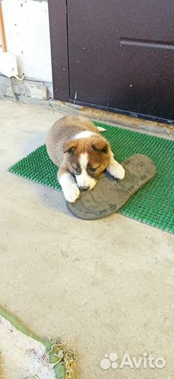 Щенки западно сибирской лайки