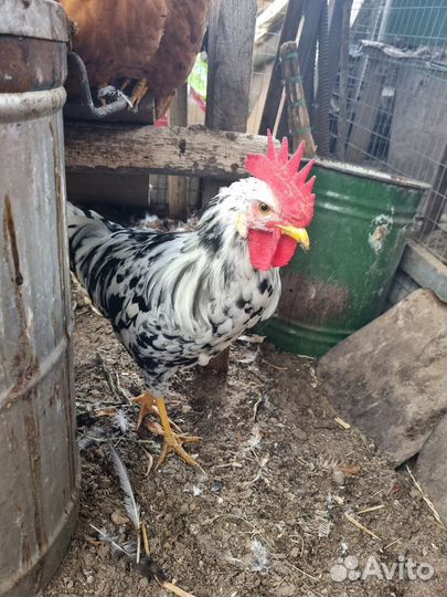 Петух