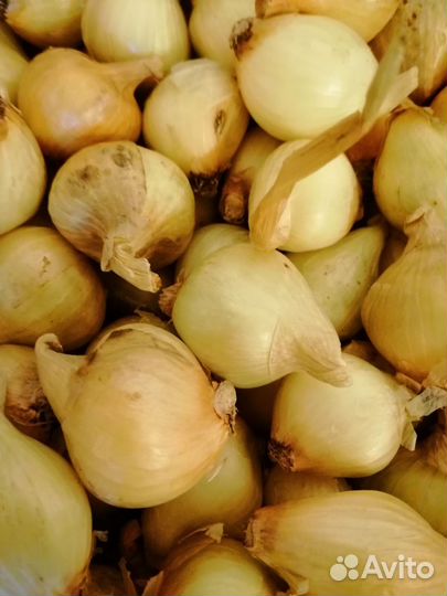 Лук севок многозачатковый семейный