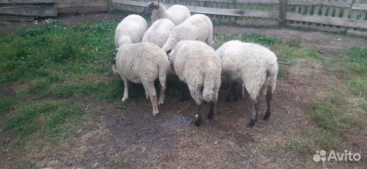 Продам отару овец,цена договарная