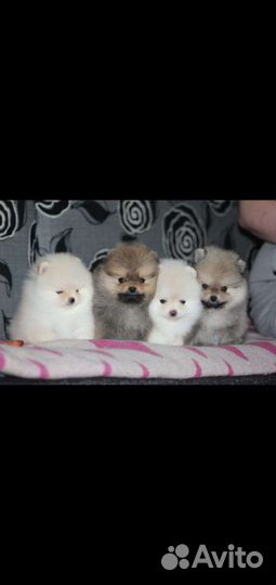 Щенки шпица мальчики и девочки
