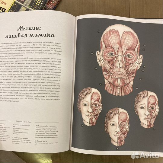 Анатомикум