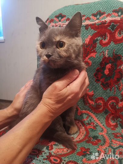 Британская