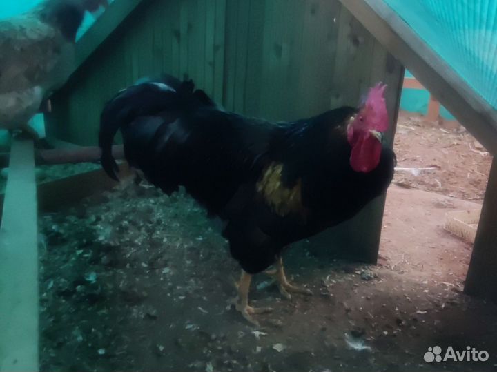 Петух