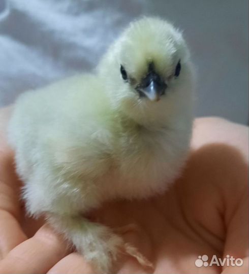 Цыплята Брама недельные и подросшие (3 нед)