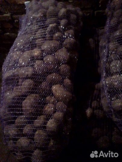 Картофель 5 тонн