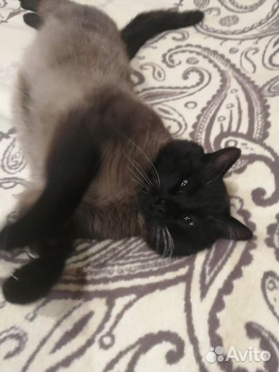Кот Семён в добрые руки