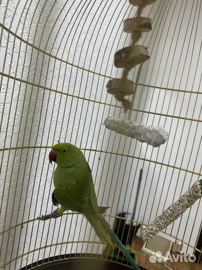 Ожереловый попугай