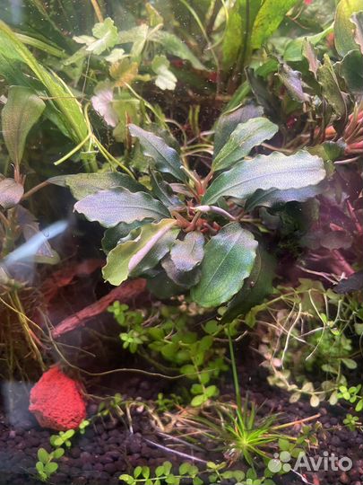 Аквариумные растения: