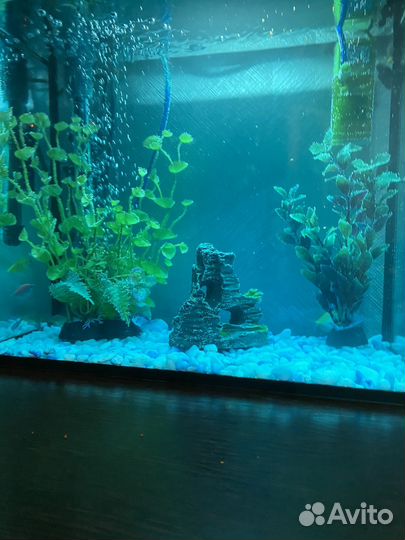 Аквариум со всем оборудованием и рыбками